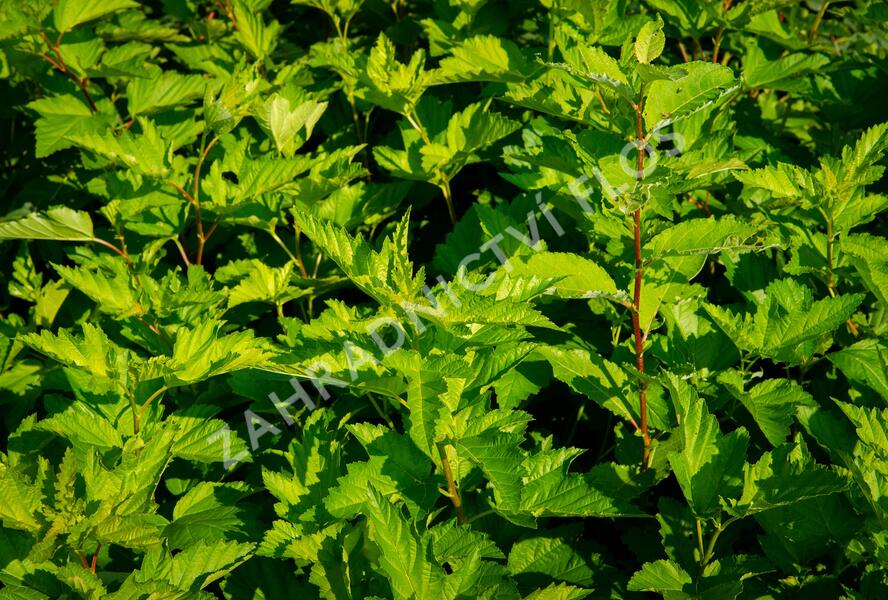 Tavola kalinolistá - Physocarpus opulifolius