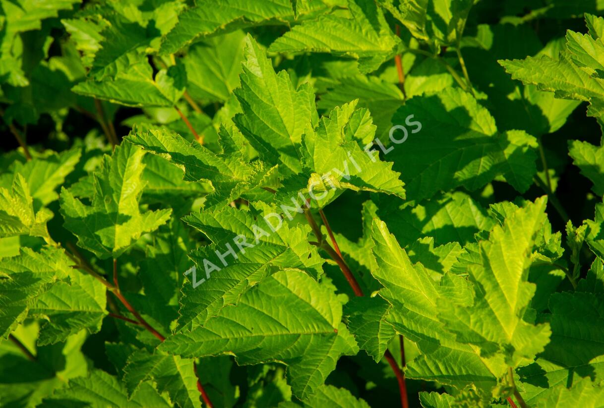 Tavola kalinolistá - Physocarpus opulifolius
