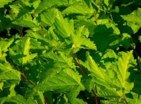 Tavola kalinolistá - Physocarpus opulifolius