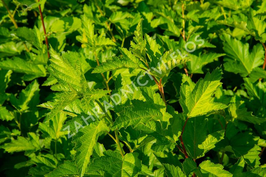 Tavola kalinolistá - Physocarpus opulifolius