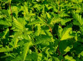 Tavola kalinolistá - Physocarpus opulifolius