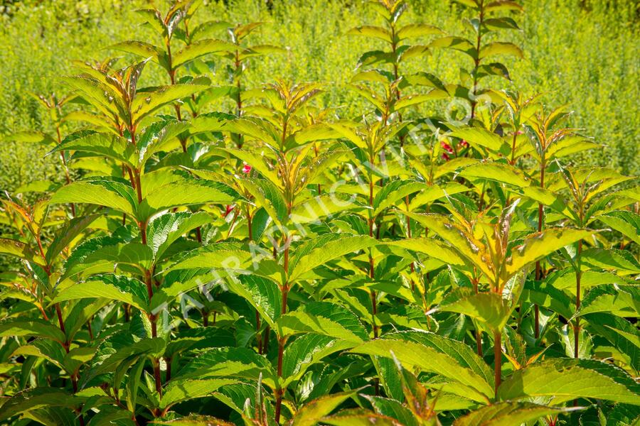 Vajgélie květnatá 'Carnaval' - Weigela florida 'Carnaval'