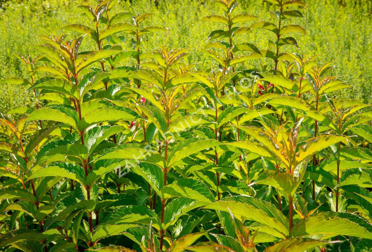 Vajgélie květnatá 'Carnaval' - Weigela florida 'Carnaval'