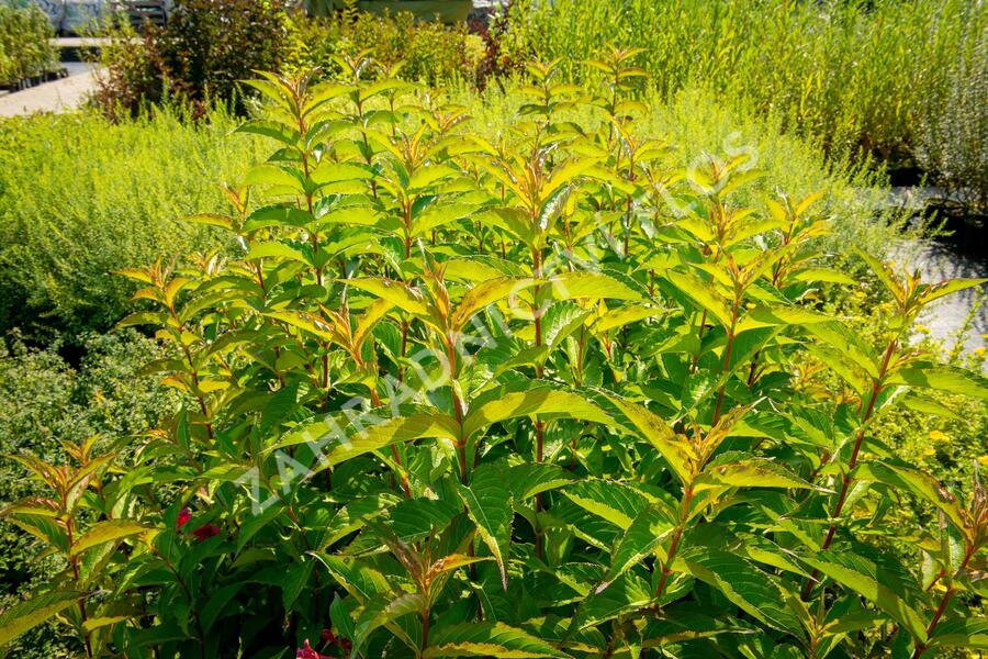 Vajgélie květnatá 'Carnaval' - Weigela florida 'Carnaval'