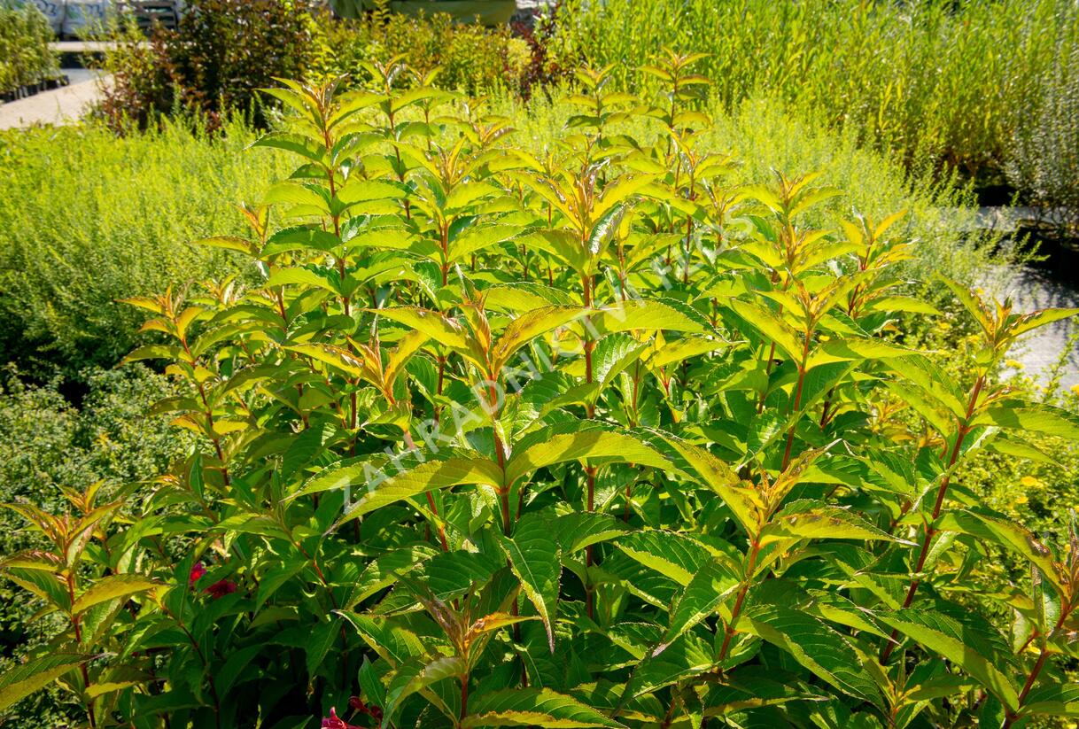 Vajgélie květnatá 'Carnaval' - Weigela florida 'Carnaval'