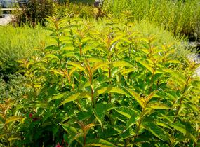 Vajgélie květnatá 'Carnaval' - Weigela florida 'Carnaval'