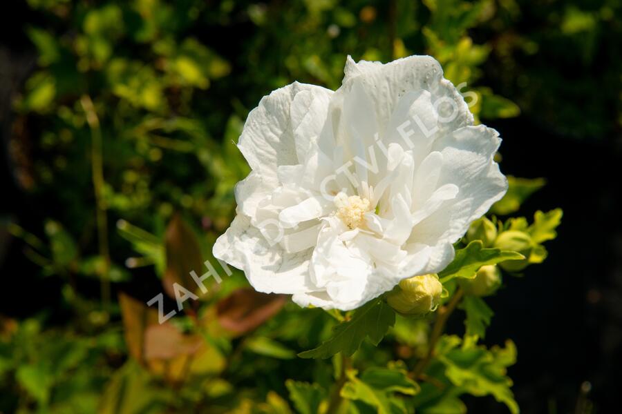 Ibišek syrský 'White Chiffon' - Hibiscus syriacus 'White Chiffon'