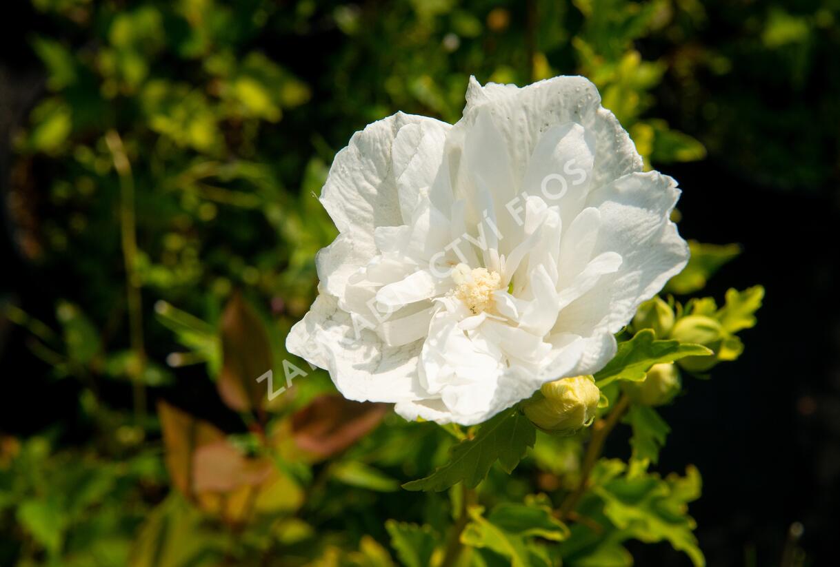 Ibišek syrský 'Chiffon White' - Hibiscus syriacus 'Chiffon White'