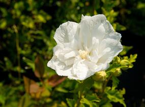 Ibišek syrský 'Chiffon White' - Hibiscus syriacus 'Chiffon White'