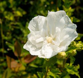 Ibišek syrský 'White Chiffon' - Hibiscus syriacus 'White Chiffon'