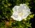 Ibišek syrský 'Chiffon White'