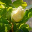 Ibišek syrský 'White Chiffon' - Hibiscus syriacus 'White Chiffon'