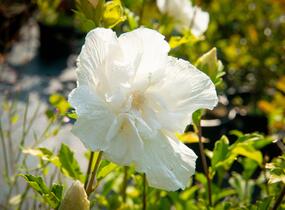 Ibišek syrský 'Chiffon White' - Hibiscus syriacus 'Chiffon White'