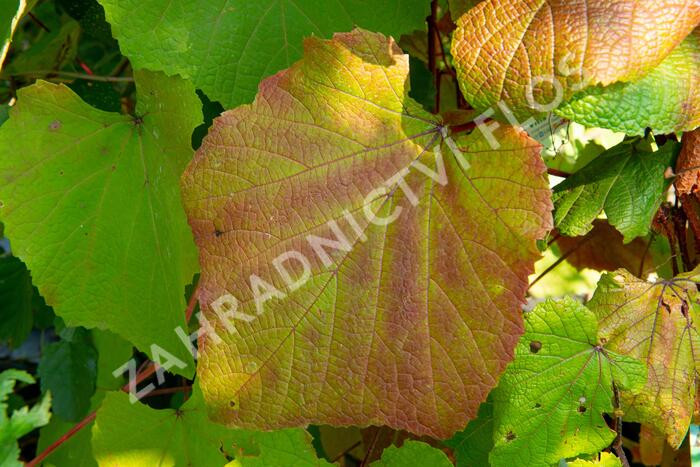 Réva Coignetové - Vitis coignetiae