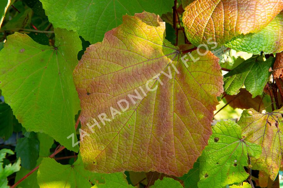 Réva Coignetové - Vitis coignetiae