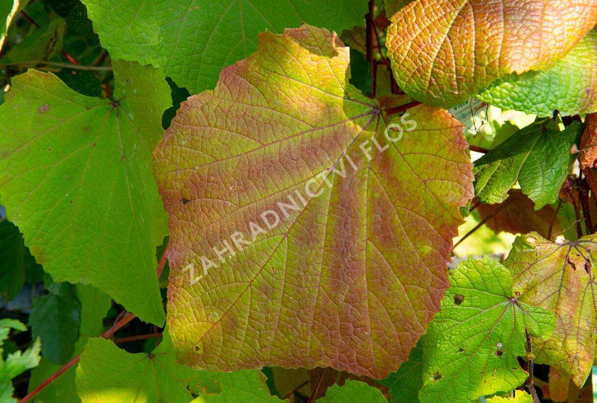 Réva Coignetové - Vitis coignetiae