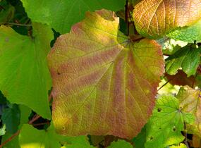 Réva Coignetové - Vitis coignetiae