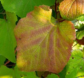 Réva Coignetové - Vitis coignetiae