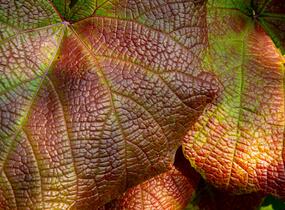 Réva Coignetové - Vitis coignetiae