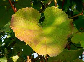 Réva Coignetové - Vitis coignetiae