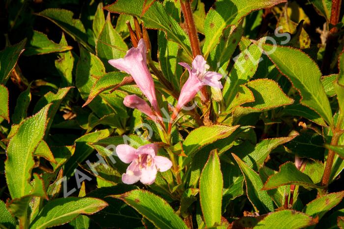 Vajgélie květnatá 'Pink Poppet' - Weigela florida 'Pink Poppet'