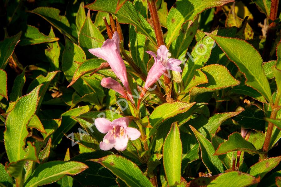 Vajgélie květnatá 'Pink Poppet' - Weigela florida 'Pink Poppet'