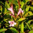 Vajgélie květnatá 'Pink Poppet' - Weigela florida 'Pink Poppet'