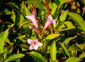Vajgélie květnatá 'Pink Poppet' - Weigela florida 'Pink Poppet'