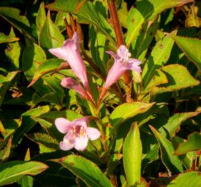 Vajgélie květnatá 'Pink Poppet' - Weigela florida 'Pink Poppet'