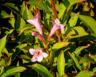 Vajgélie květnatá 'Pink Poppet'