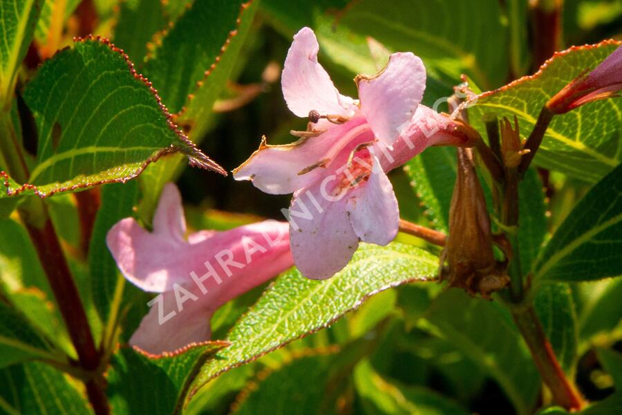 Vajgélie květnatá 'Pink Poppet' - Weigela florida 'Pink Poppet'