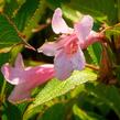 Vajgélie květnatá 'Pink Poppet' - Weigela florida 'Pink Poppet'