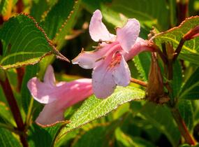 Vajgélie květnatá 'Pink Poppet' - Weigela florida 'Pink Poppet'