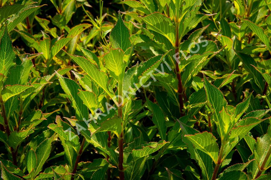 Vajgélie květnatá 'Pink Poppet' - Weigela florida 'Pink Poppet'