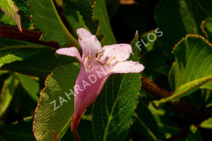 Vajgélie květnatá 'Pink Poppet' - Weigela florida 'Pink Poppet'