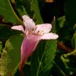 Vajgélie květnatá 'Pink Poppet' - Weigela florida 'Pink Poppet'