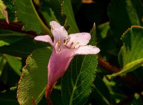 Vajgélie květnatá 'Pink Poppet' - Weigela florida 'Pink Poppet'