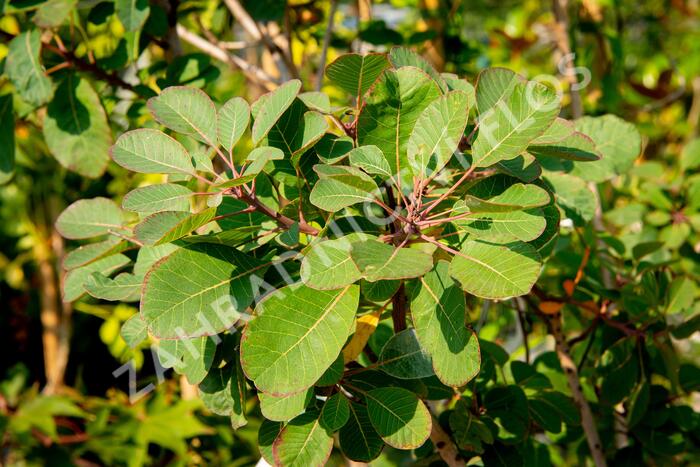 Ruj vlasatá 'Red Spirit' - Cotinus coggygria 'Red Spirit'