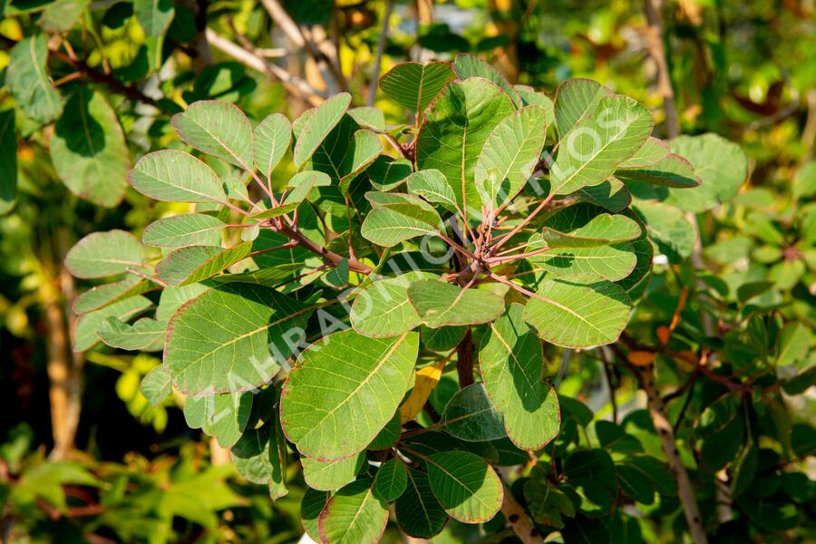 Ruj vlasatá 'Red Spirit' - Cotinus coggygria 'Red Spirit'