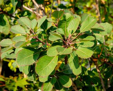 Ruj vlasatá 'Red Spirit'