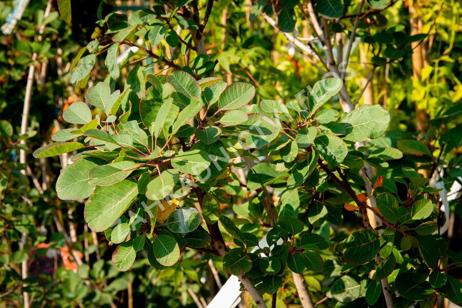 Ruj vlasatá 'Red Spirit' - Cotinus coggygria 'Red Spirit'