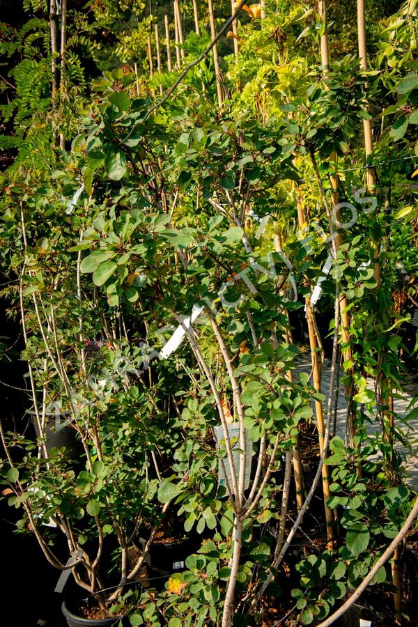 Ruj vlasatá 'Red Spirit' - Cotinus coggygria 'Red Spirit'