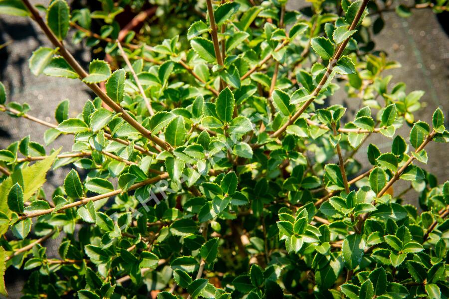 Vonokvětka delavayi - Osmanthus delavayi