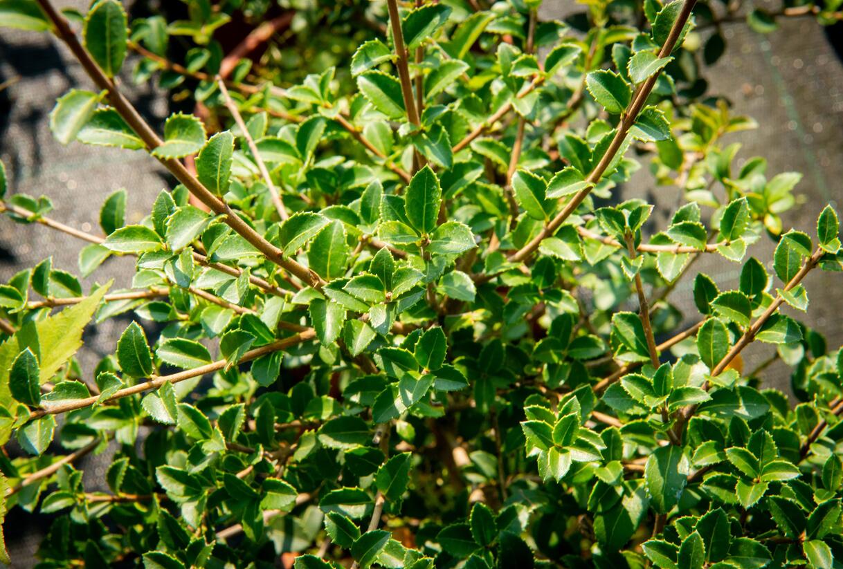 Vonokvětka delavayi - Osmanthus delavayi