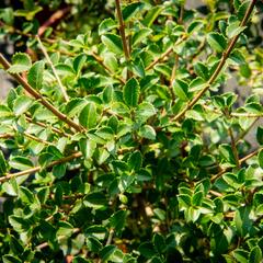 Vonokvětka delavayi - Osmanthus delavayi