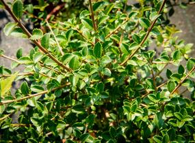 Vonokvětka delavayi - Osmanthus delavayi