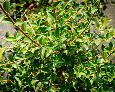 Vonokvětka delavayi