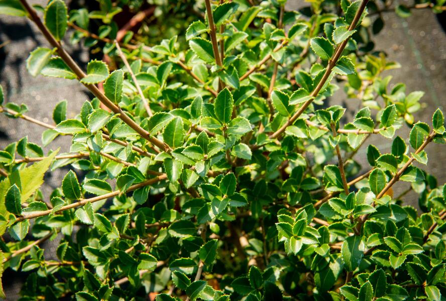 Vonokvětka delavayi - Osmanthus delavayi