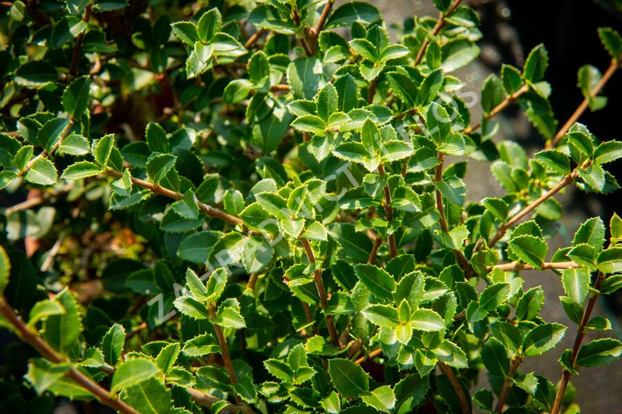 Vonokvětka delavayi - Osmanthus delavayi