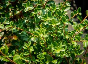 Vonokvětka delavayi - Osmanthus delavayi
